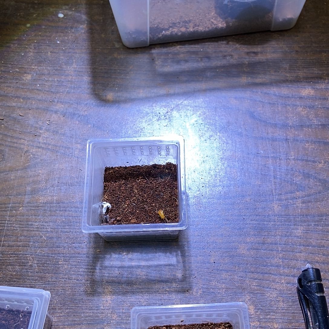 跳蛛彭巴斯茶红3l未分苗子