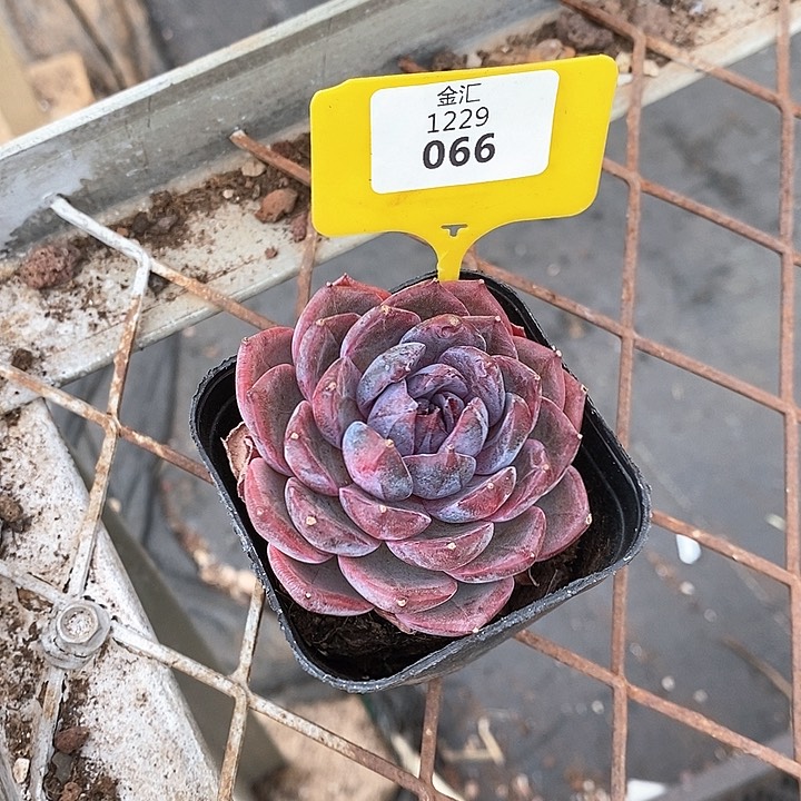 阳*1229066孤品插排