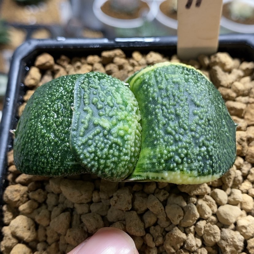 【闪购商品】91卧牛锦