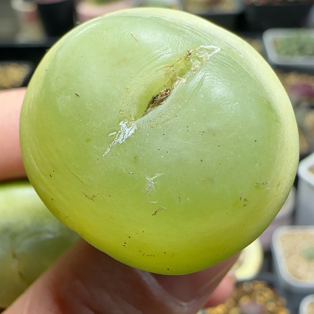 2.3多肉大拉登3公分79号