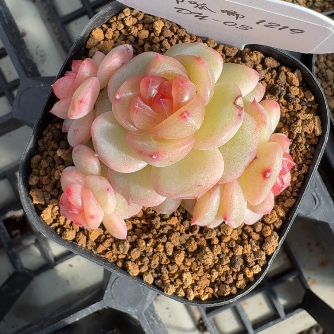 1219/3-3006-四头一颗多肉