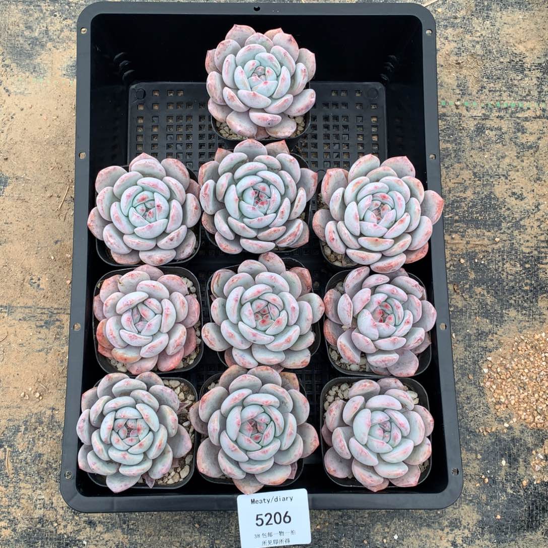 特5206橙子6厘米10颗一组脱土发