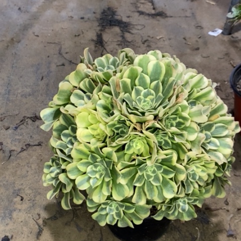 绿豆沙多肉植物004