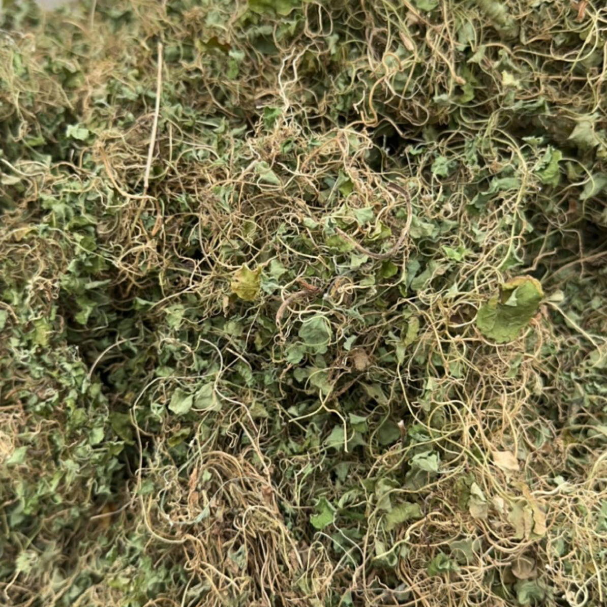 贵州特产野生金钱草小叶500克无硫