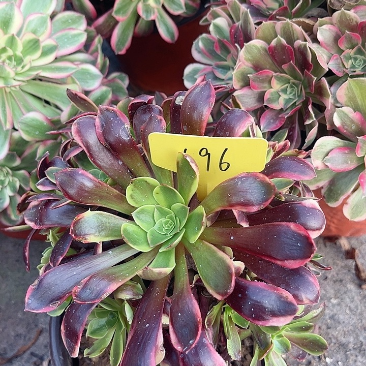 196一颗欧嘉莉法师