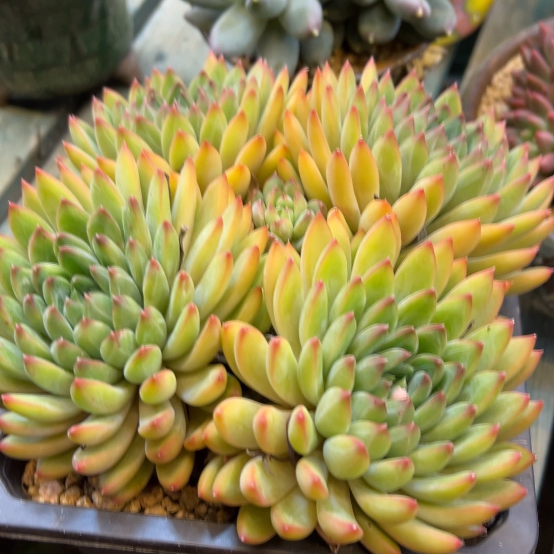 透***杯星际迷航039号一物一拍