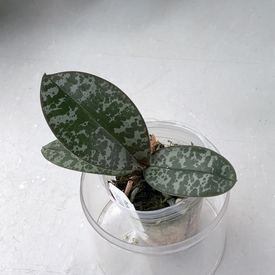 当前无花栽培后可以开花【沙巴西】1.7苗随机发一颗