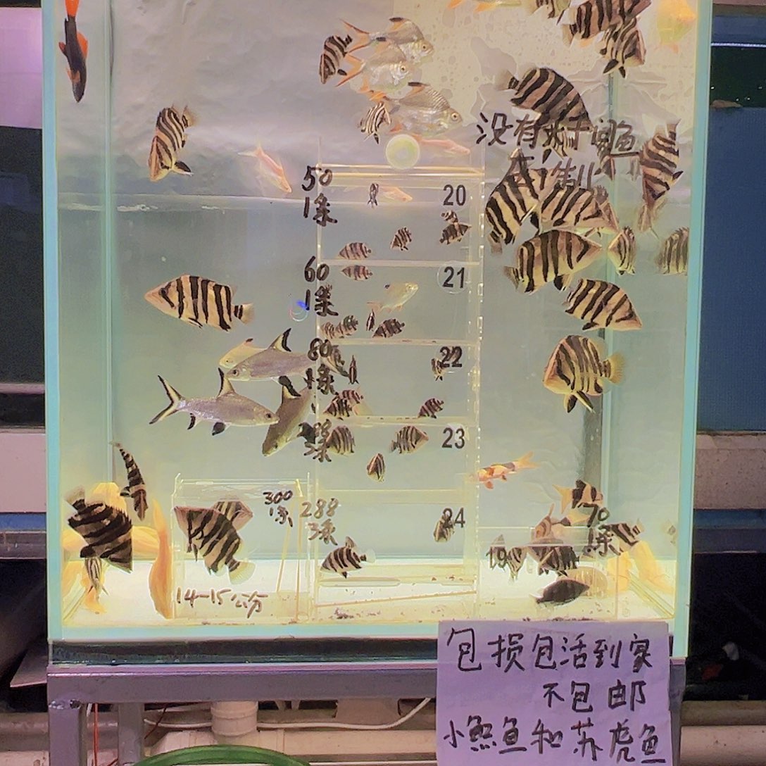 虎鱼练手小虎5-6共分1条