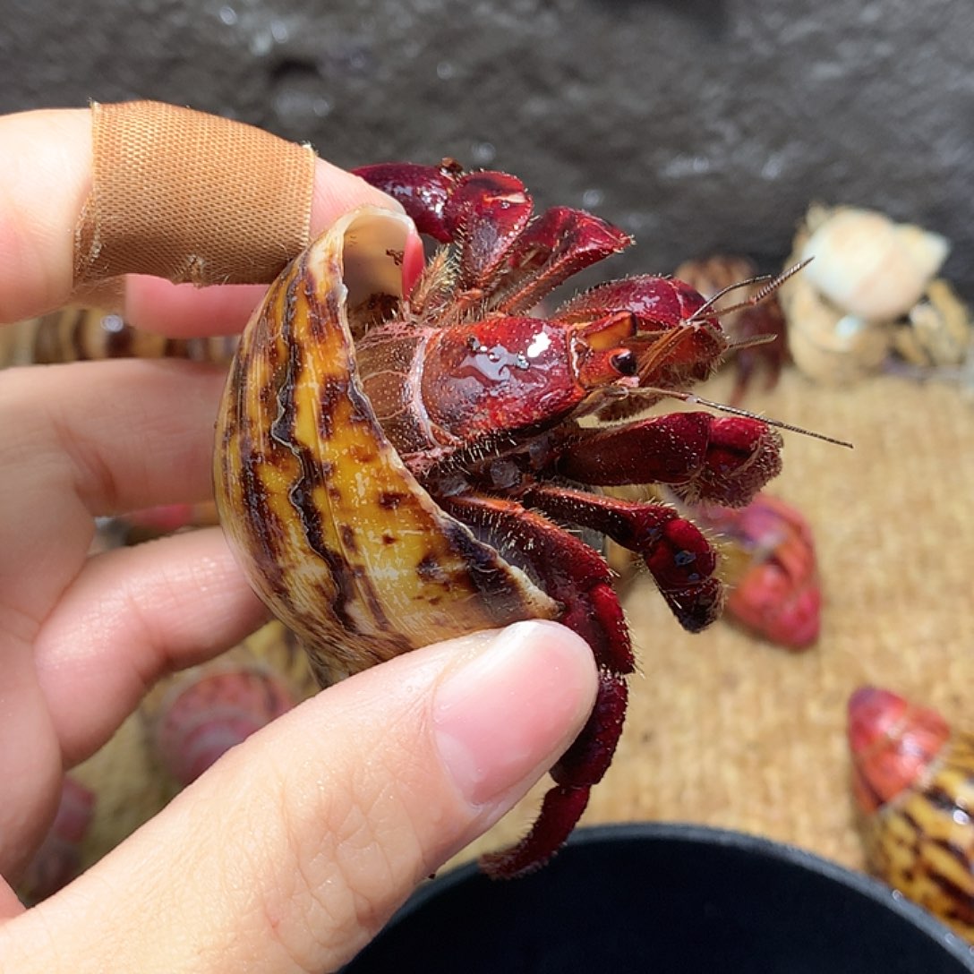 2.6口径奔跑的寄居蟹20号