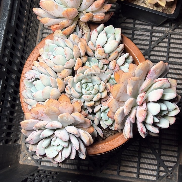 冰*932//////////////