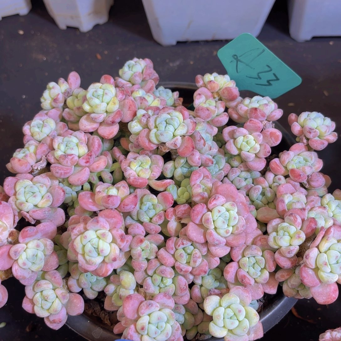 风***淡云南金致家精品多肉