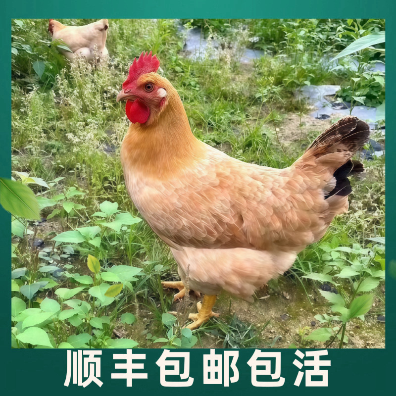 【宠物鸡】高产散养苏禽小母鸡 产蛋王 未开产  顺丰包邮