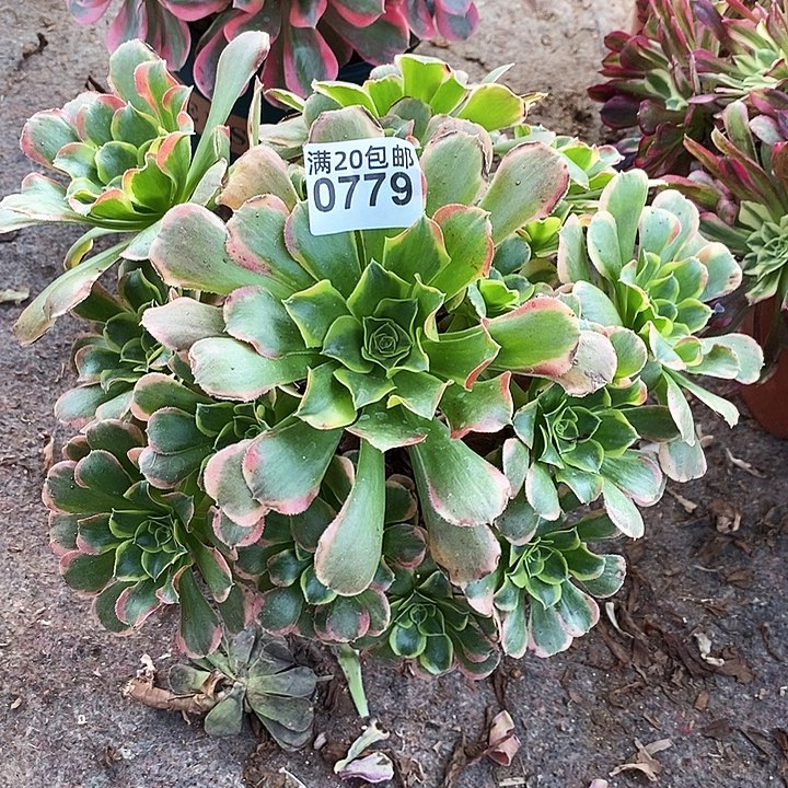 0779 一颗特斯拉法师