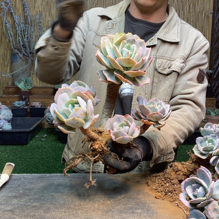 雨***虹162 号白凤多肉植物