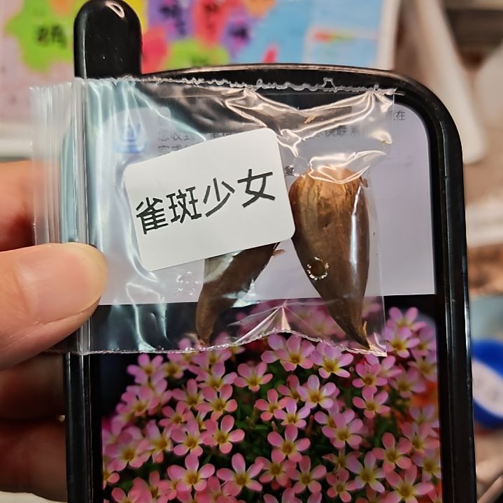 酢浆草糖果盒雀斑少女