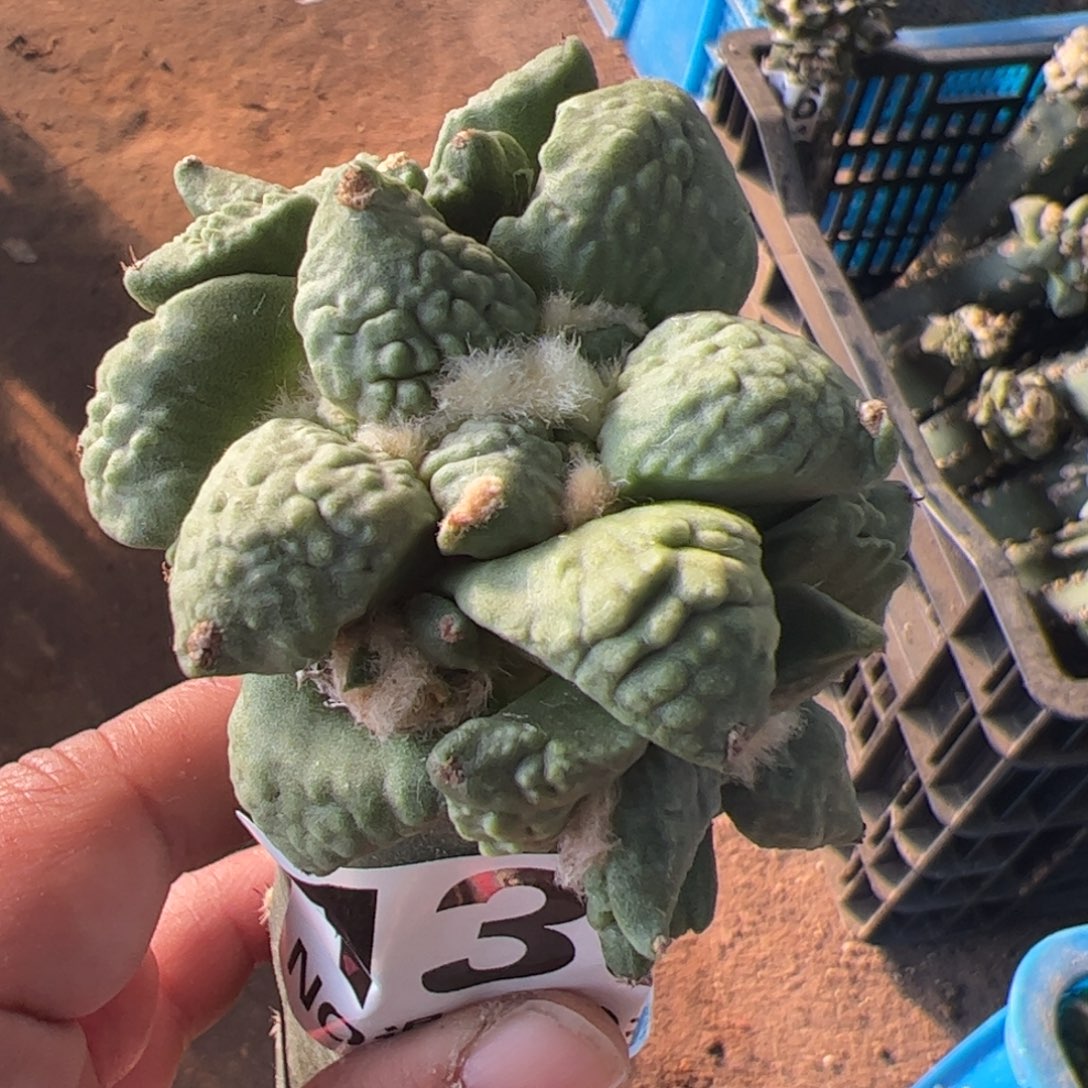 怒涛牡丹群仙人球136