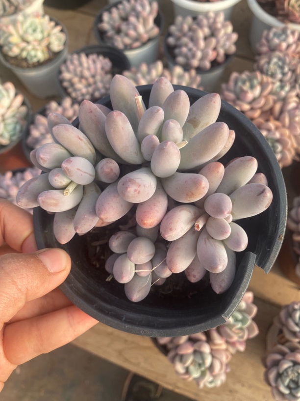 汤圆圆小群多肉植物