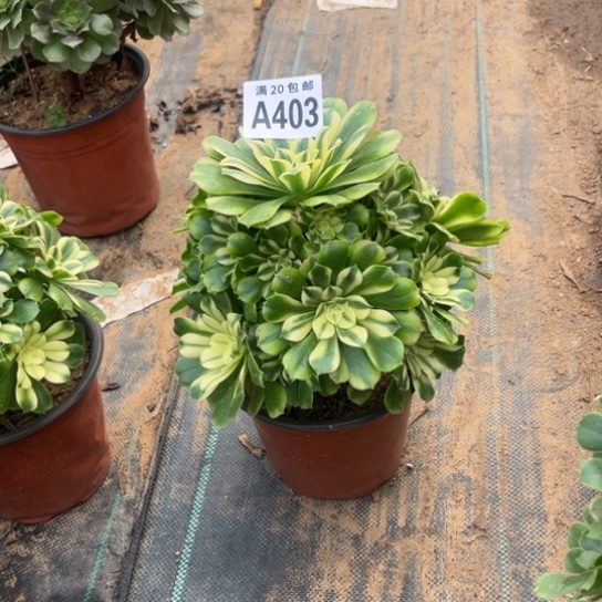 403辛尼亚不包断枝