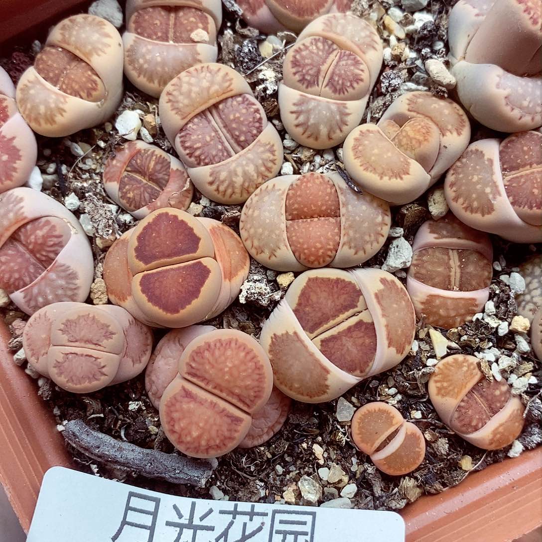 我想吃火锅吃的时候还733