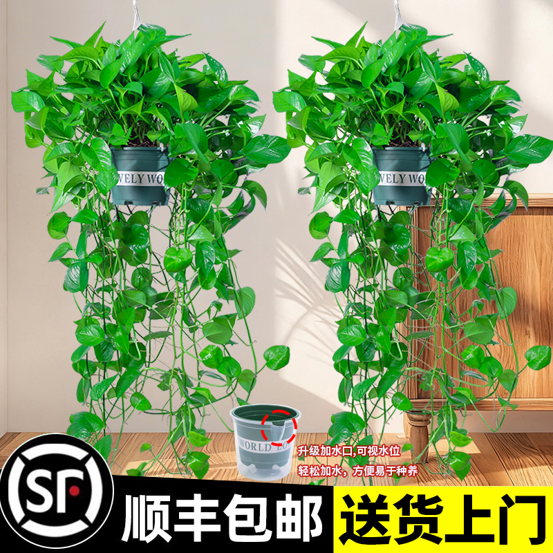 长藤绿萝大叶垂吊水培绿植净化空气好养花卉绿萝盆栽绿植盆栽室内