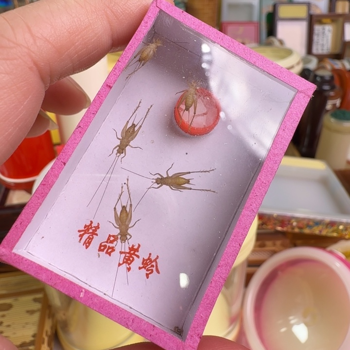 小***安蟋蟀4盒小黄龄合适