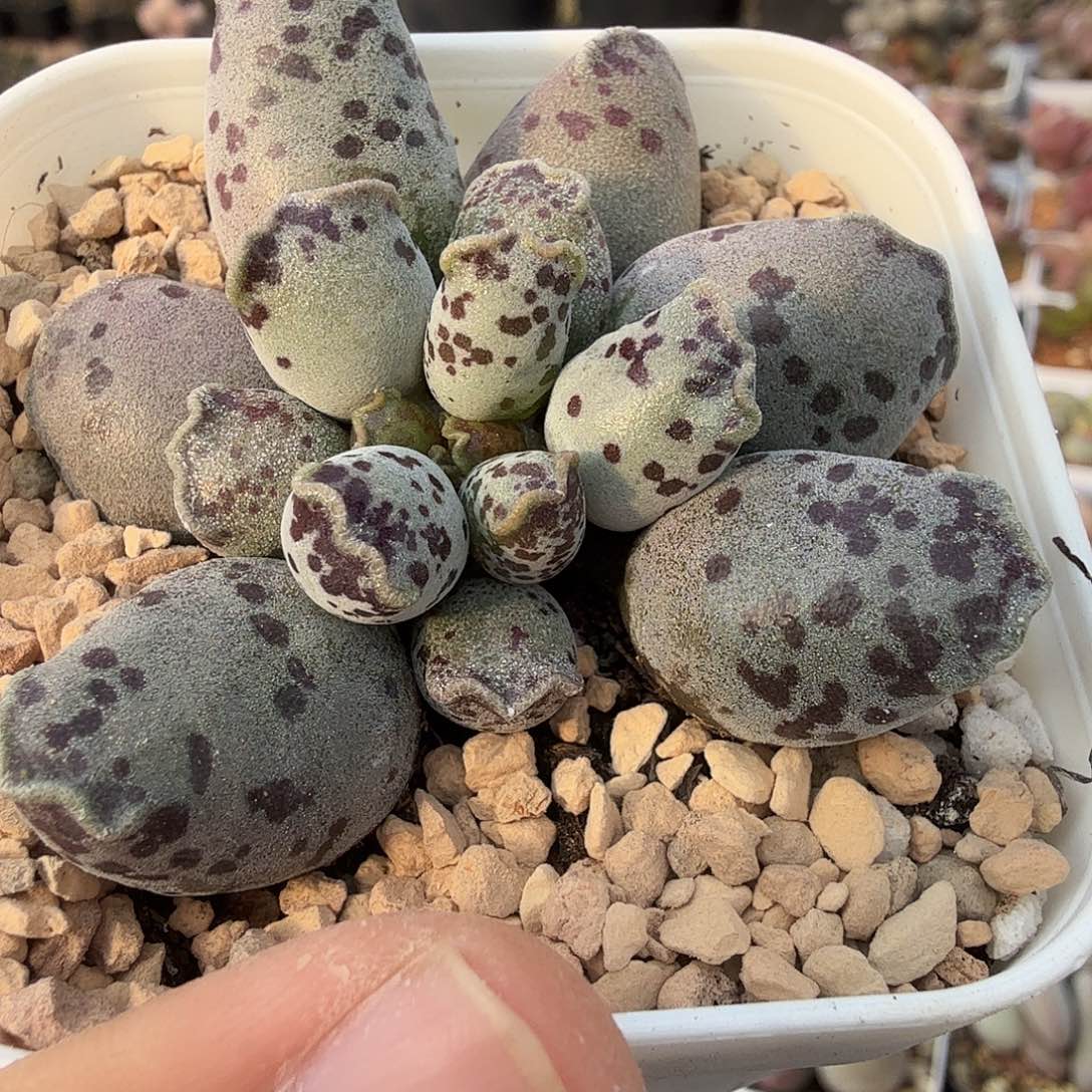 热***鱼丸叶海豹              