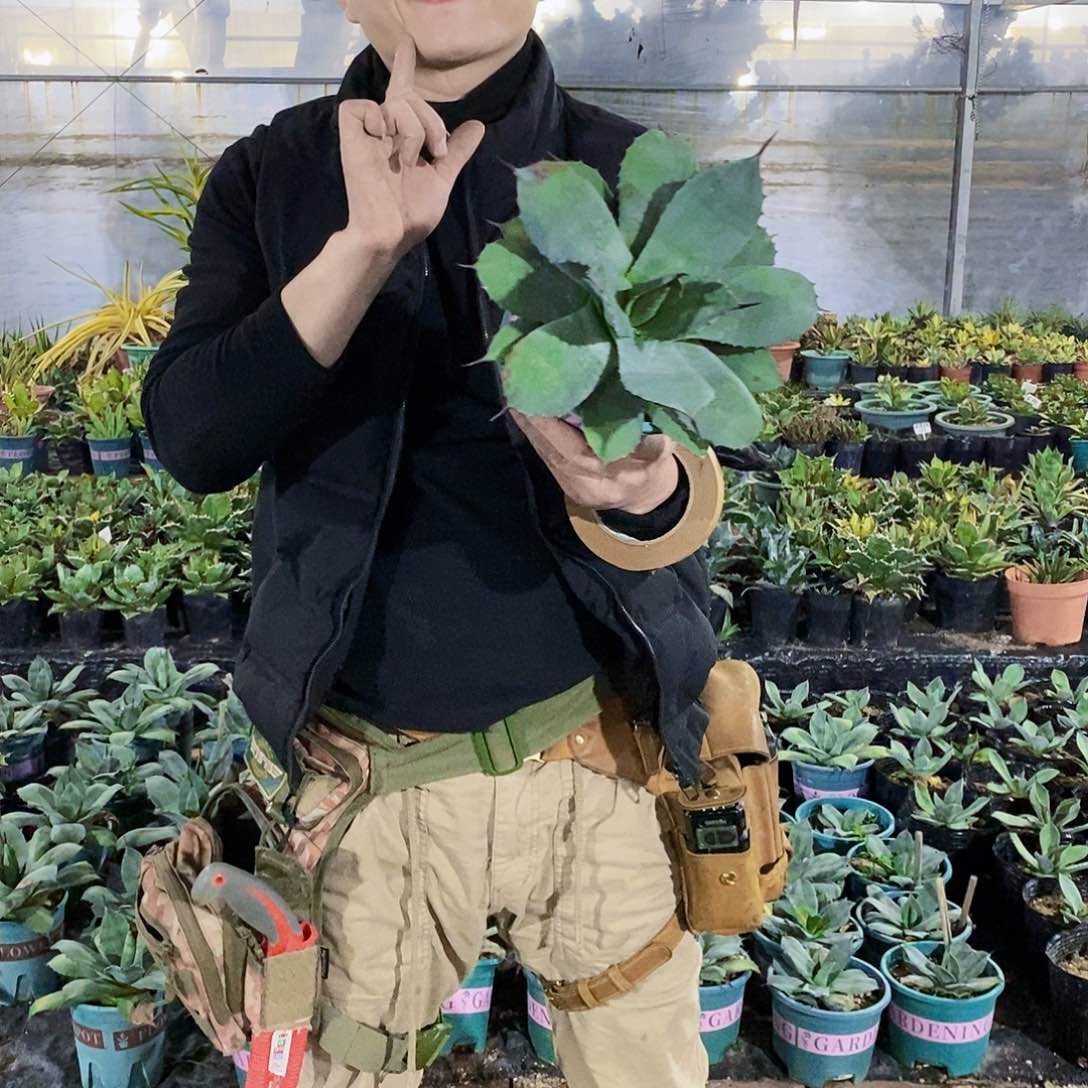 虚空藏冠幅25厘米以上