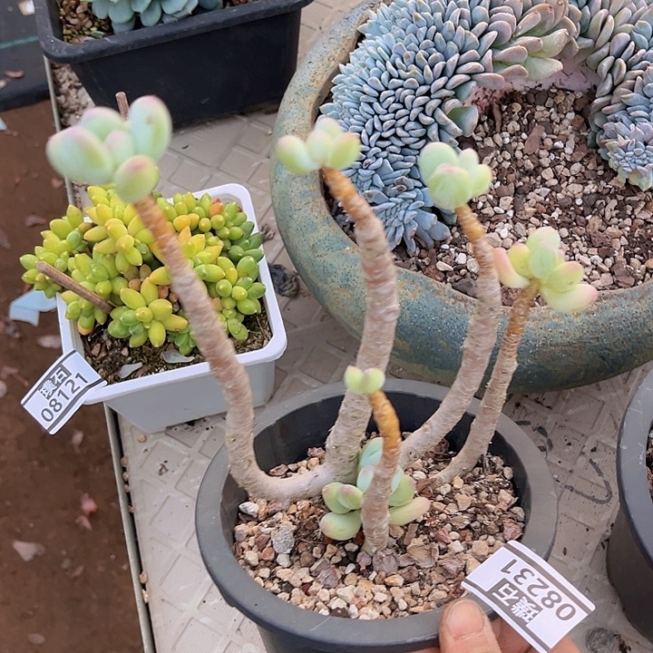 三日月美人08231多肉植物