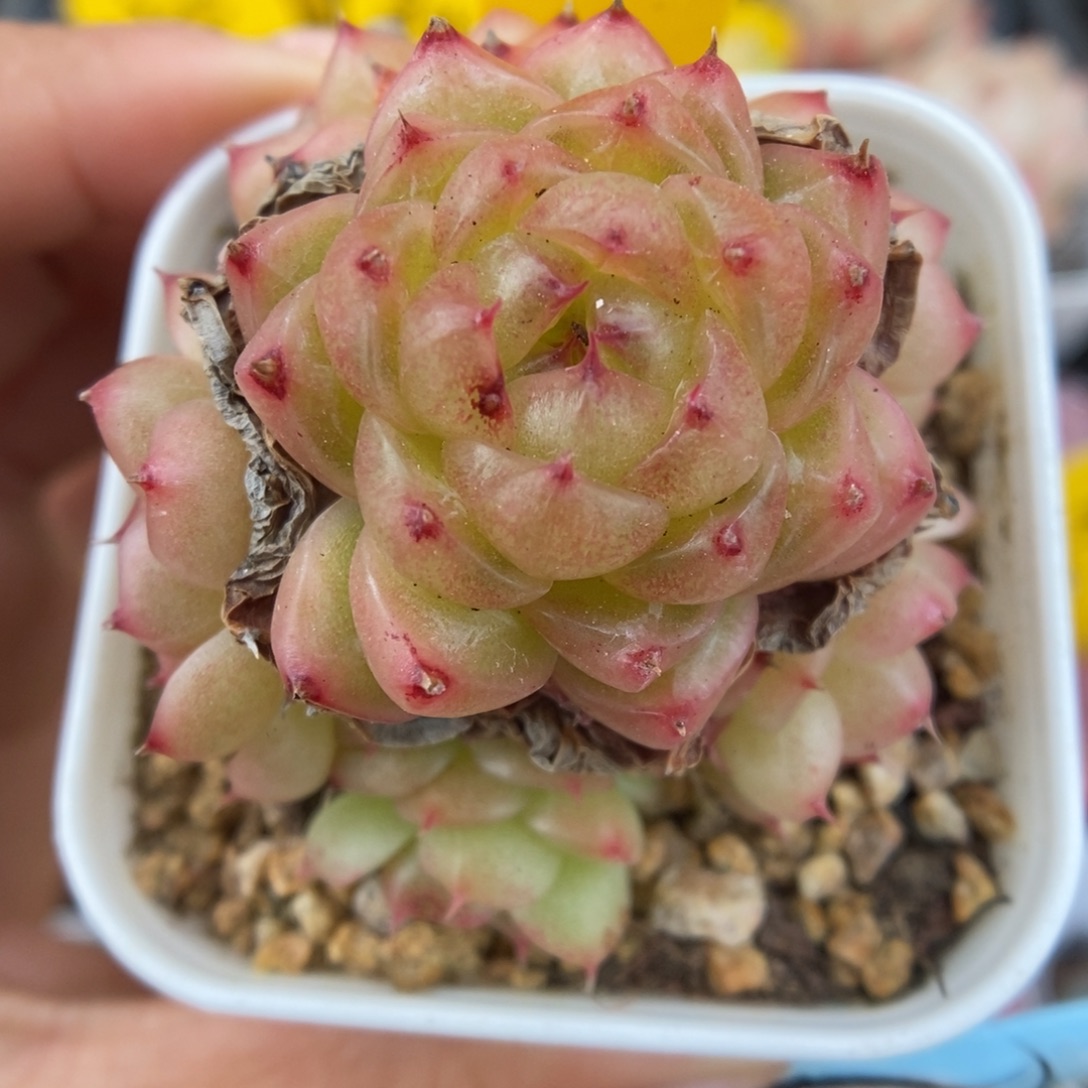 润玉珍妮捧花918号