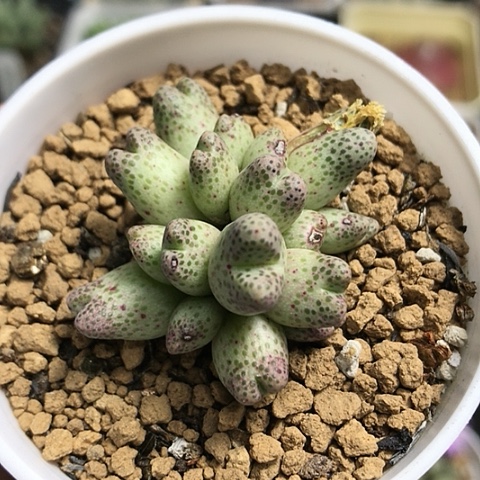 多肉肉锥 20头 龙猫斑马