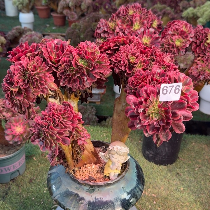 美杜莎法师锦缀化有伤不包损676