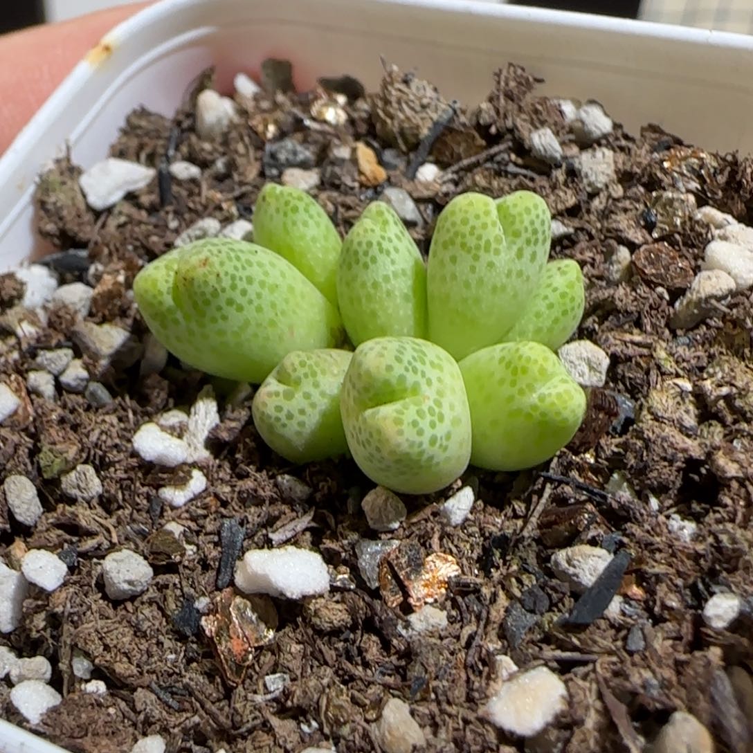 肉锥多肉植物组合-草莓斑马母本1176