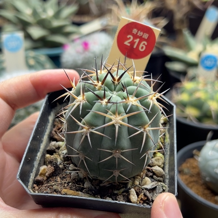 实生狂刺阿寒玉4.5cm