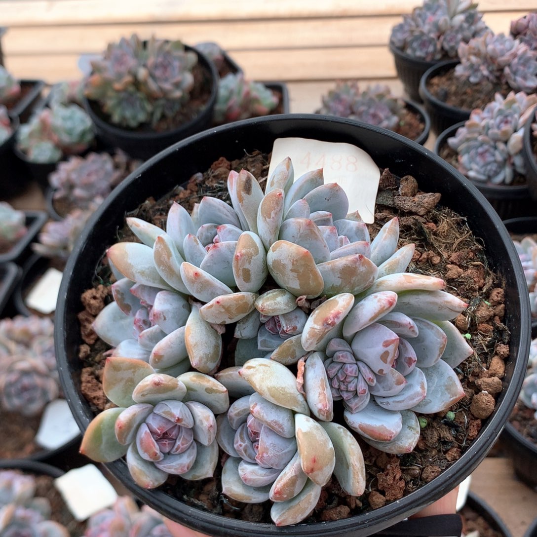 11厘米八头绿底石榴籽 特价 4488