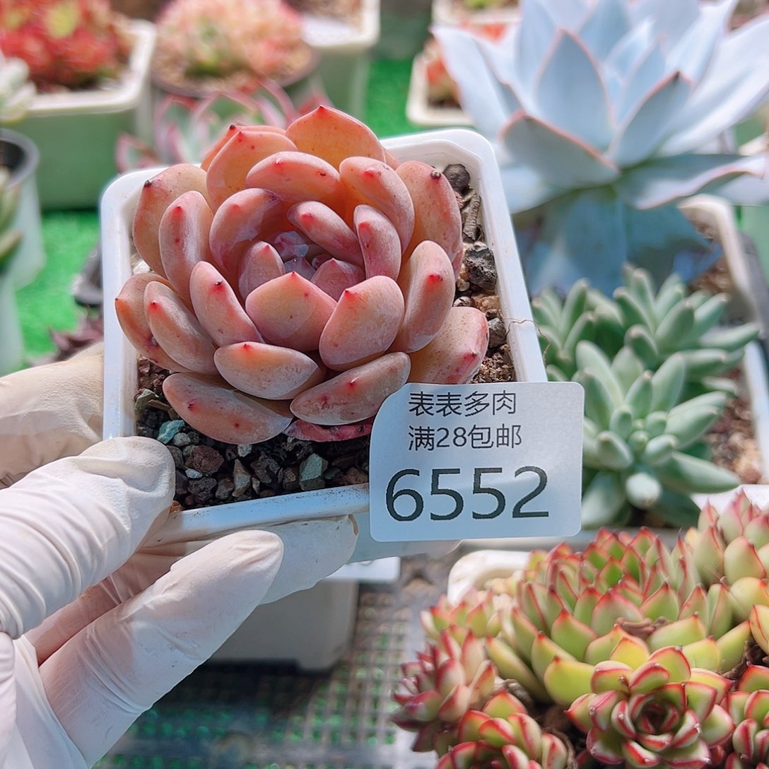 无花朵多肉一物＿柏6552