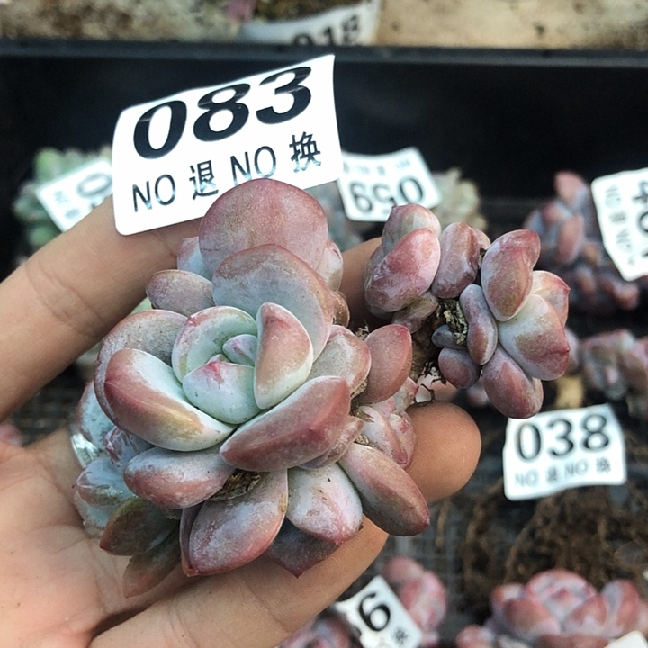 星影石榴籽福利出咯 083