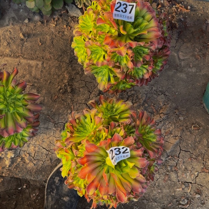 少华花27-21包邮花花