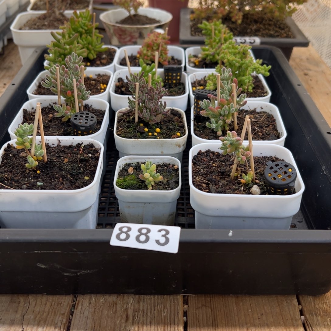 枝干番杏多肉植物883