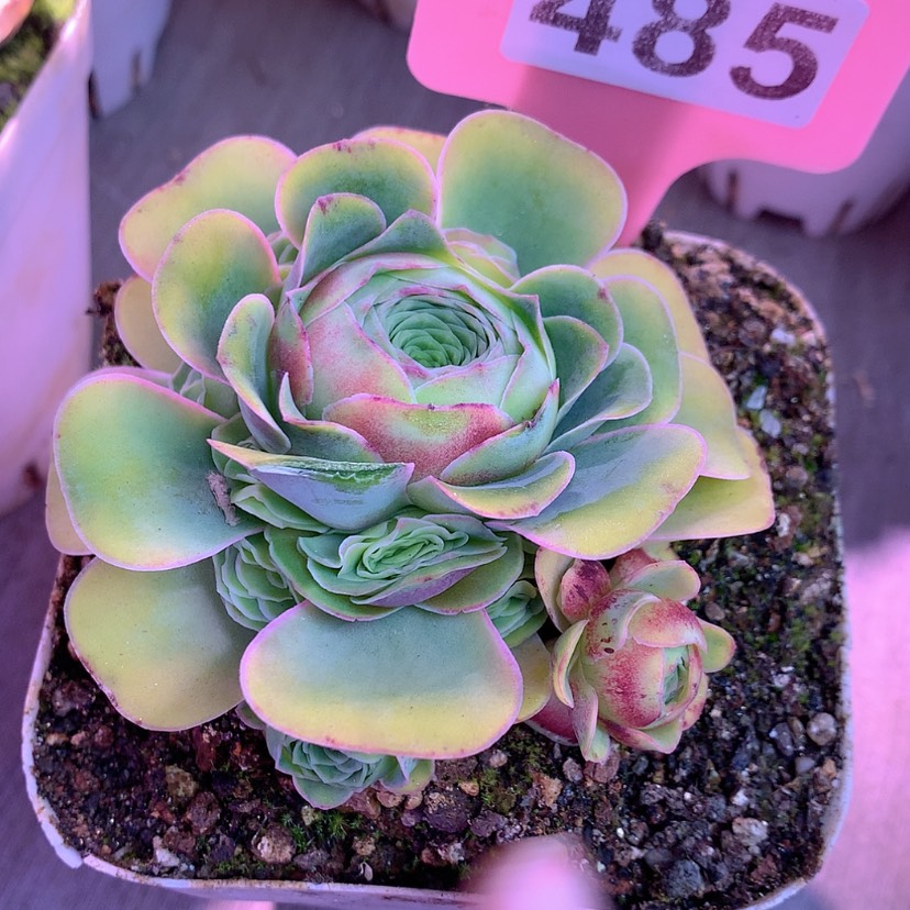 【闪购商品】yjj485红裙