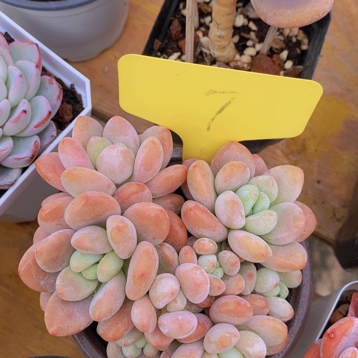 多肉植物，开心多肉