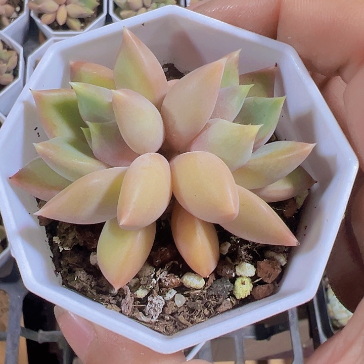 红象牙老庄精品多肉