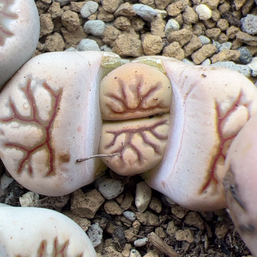 01117号菊化石多肉植物