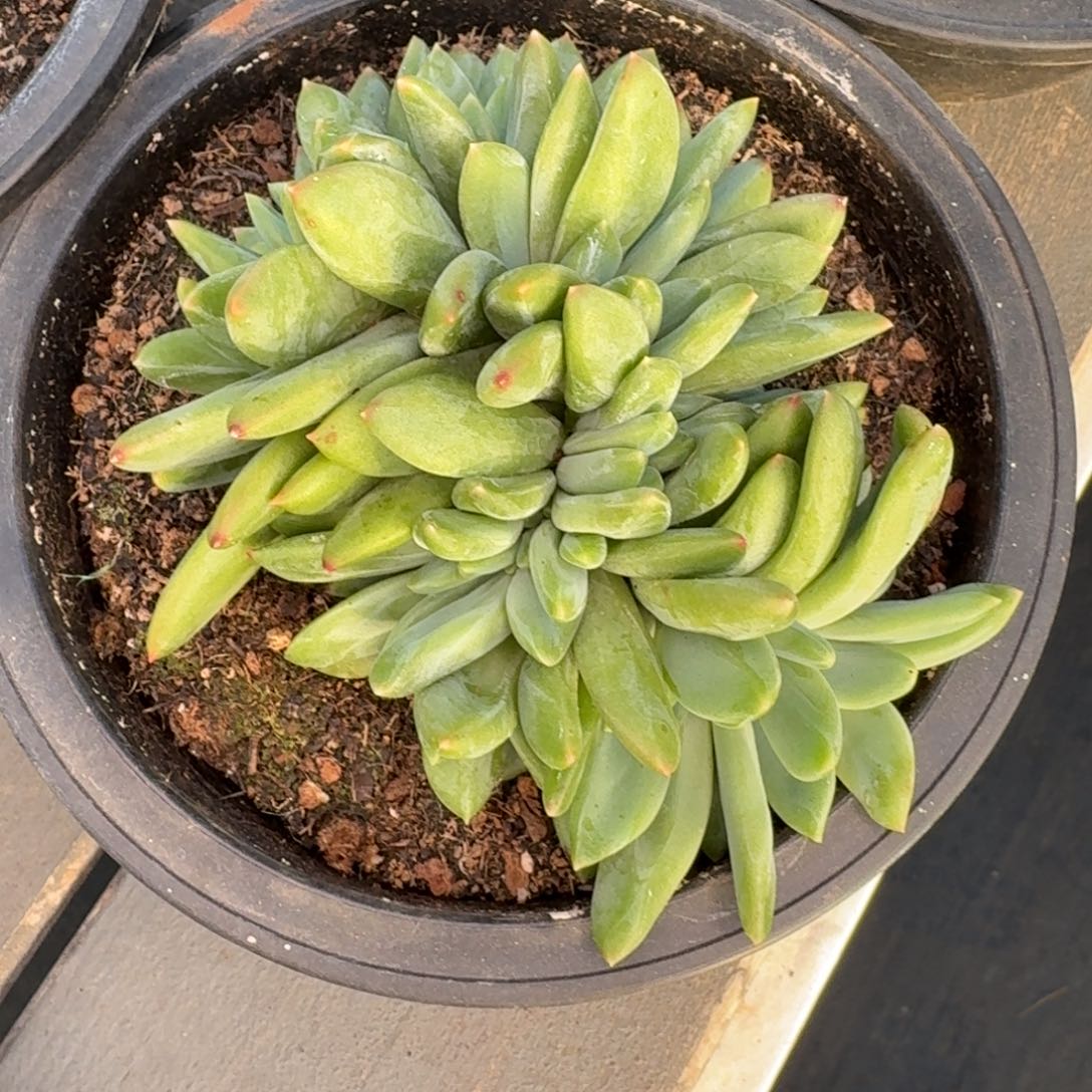 从前慢花园多肉编号-海洋之歌缀