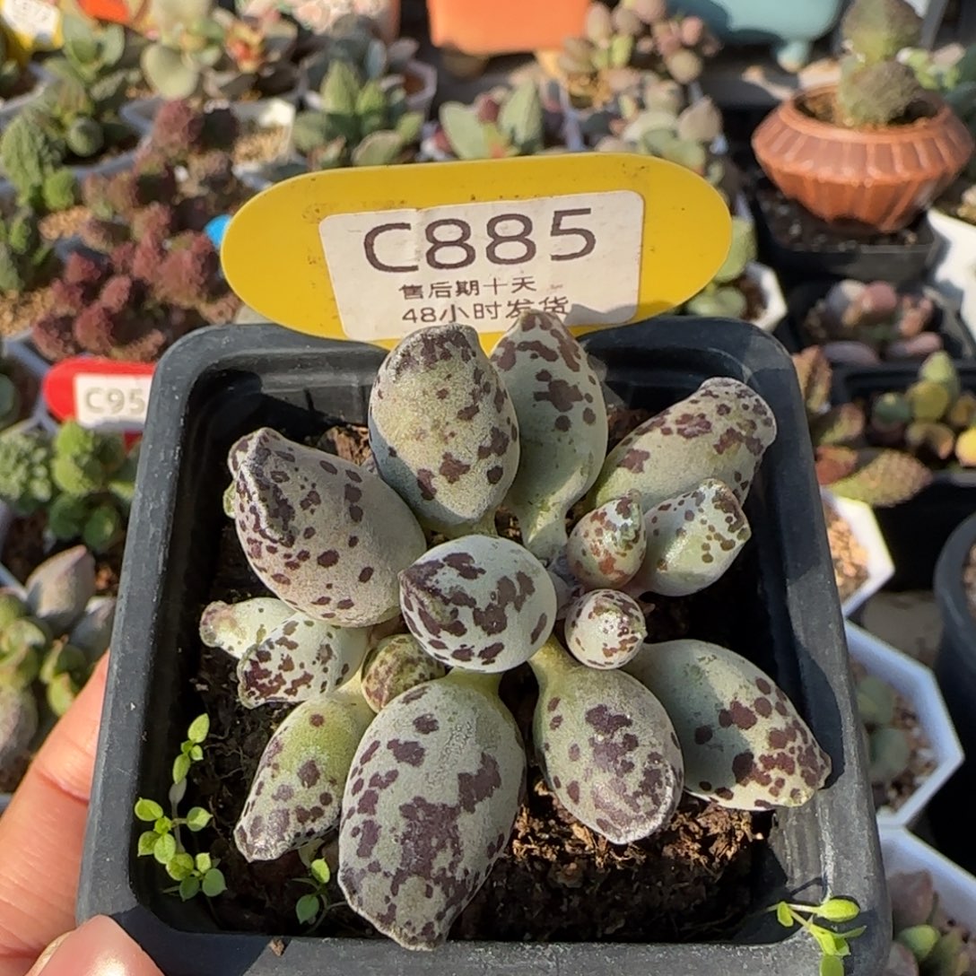 885。      好看的水泡海豹