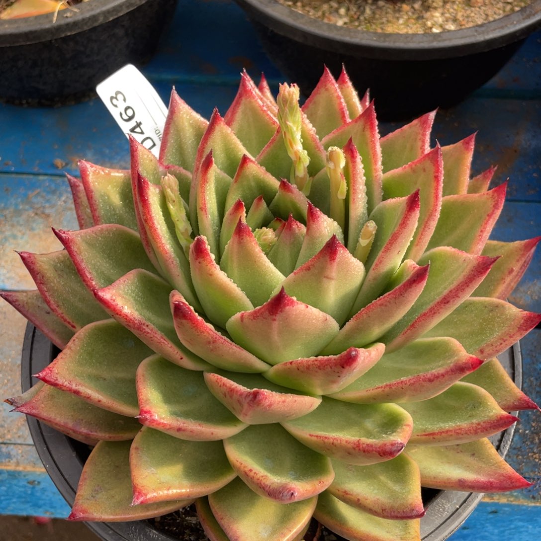 无花朵若如东云单拍D463