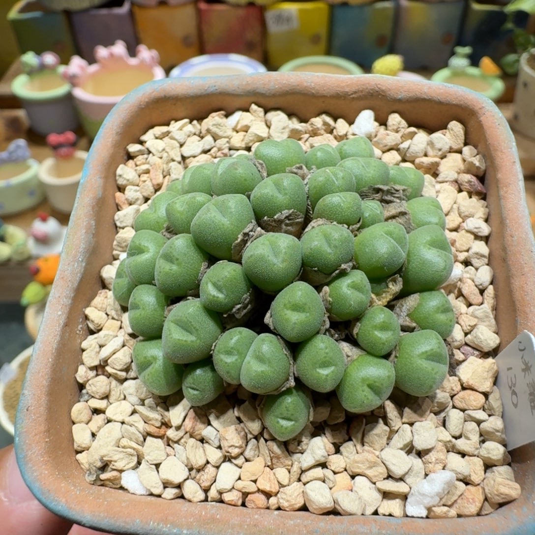 蘑菇1269小米雏多肉植物