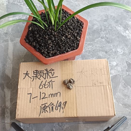 李***理兰菌黑山土大颗粒6.6斤