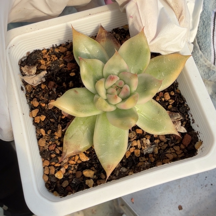 厚叶弗兰克锦多肉植物