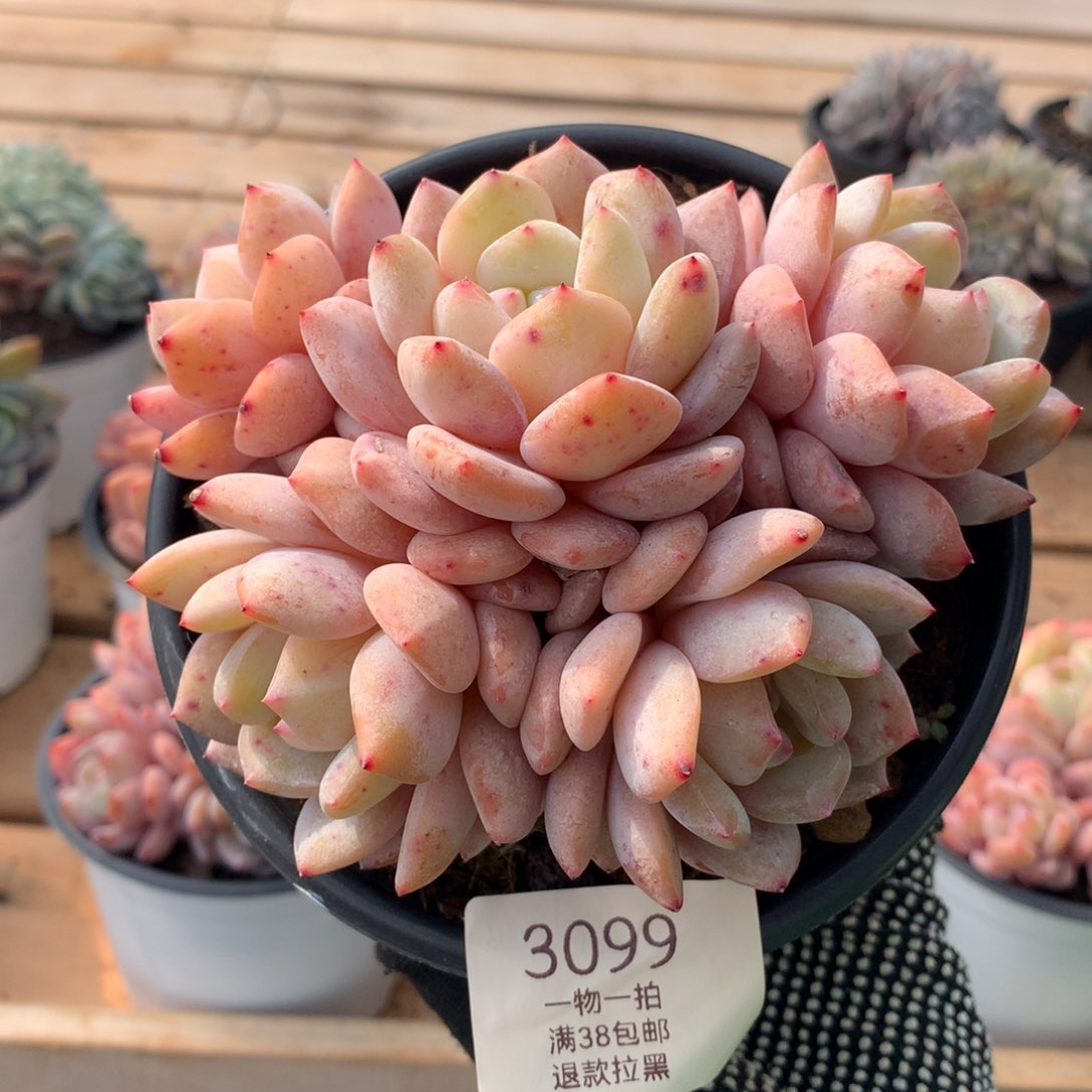 12厘米五头橙梦露无砍3099