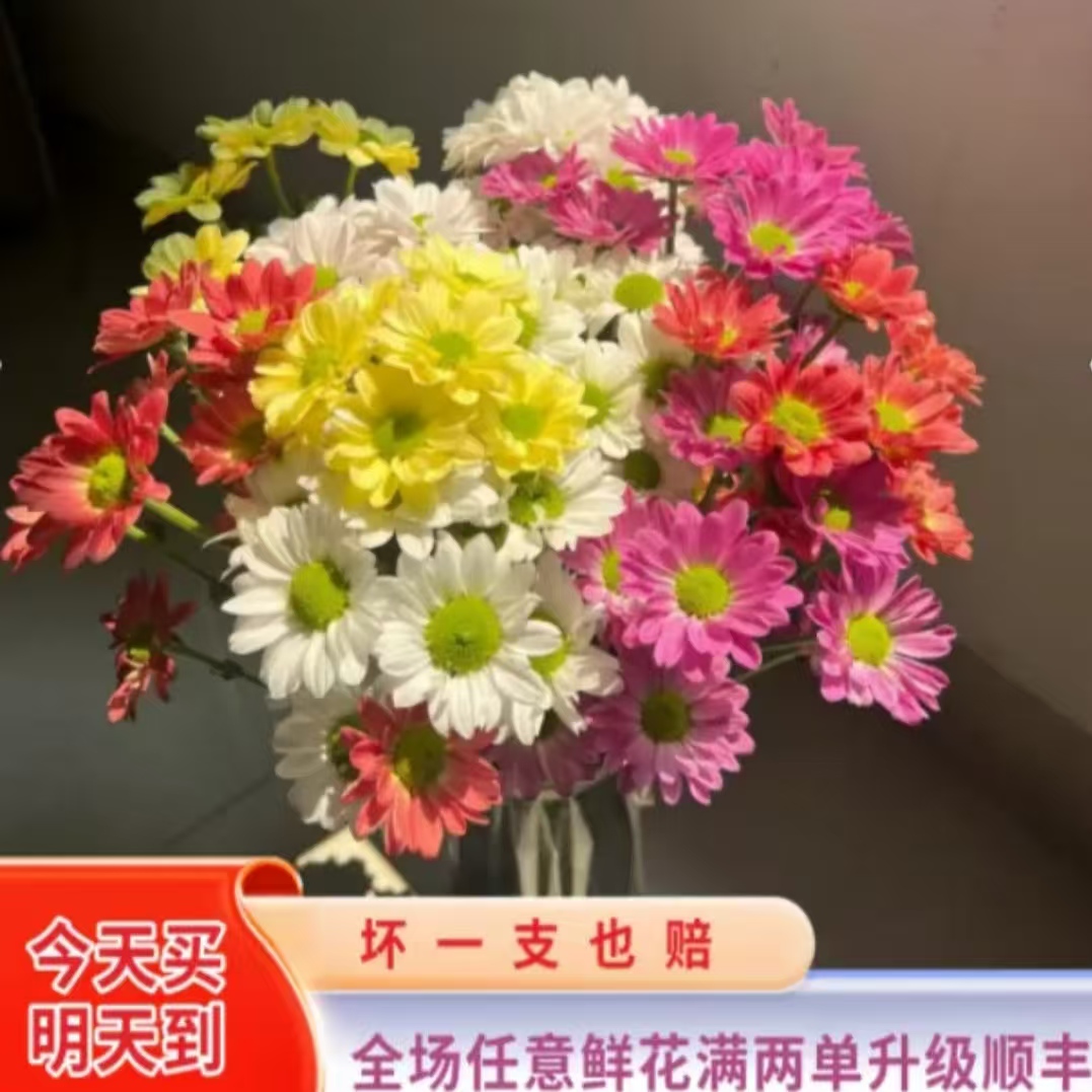 云影优选【混色小雏菊】云南鲜花批发次日达